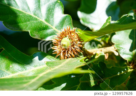 カシワのドングリ 129957626