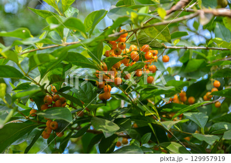 Duranta Berries on the plant 129957919