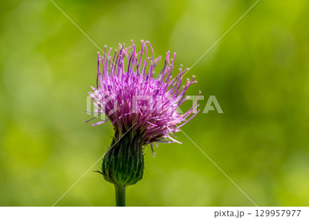 野に咲くアザミの花~夏の日~ 野に咲くアザミの花~夏の日~ 129957977