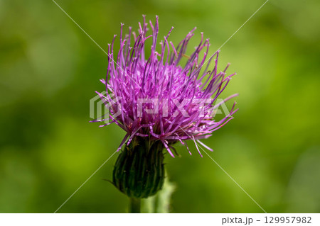 野に咲くアザミの花~夏の日~ 野に咲くアザミの花~夏の日~ 129957982