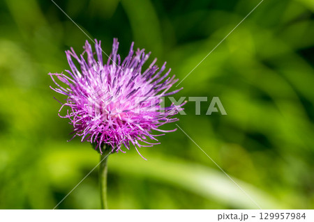 野に咲くアザミの花~夏の日~ 野に咲くアザミの花~夏の日~ 129957984