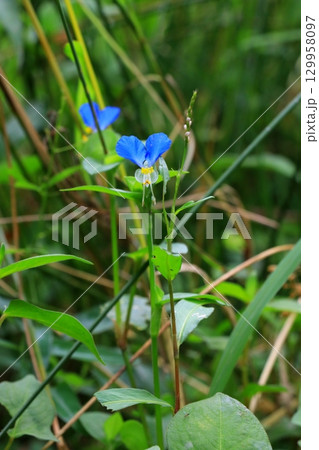 青いツユクサ 青いツユクサ 129958097