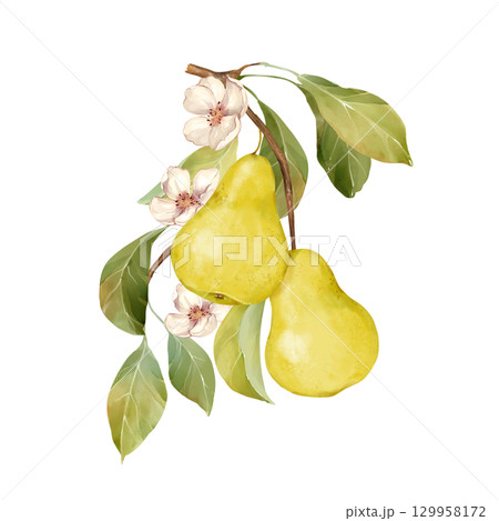 Hand-drawn illustration of two yellow pears on a branch with flowers and leaves 129958172