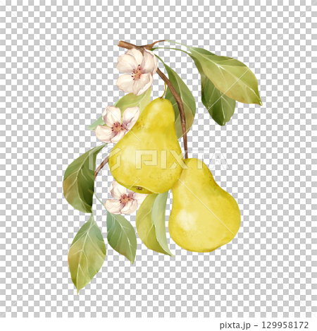 Hand-drawn illustration of two yellow pears on a branch with flowers and leaves 129958172