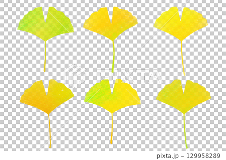 Autumn colorful ginkgo set Autumn colorful ginkgo set 129958289