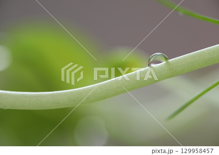 Shiny water drops on green grass, minimalistic background, macro photography 129958457