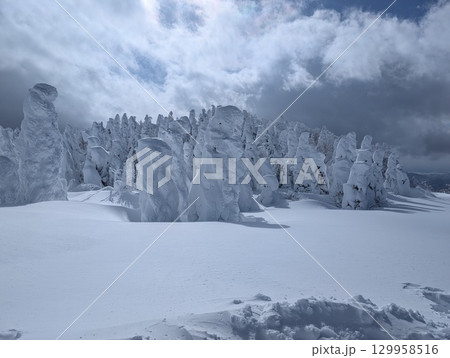 山形蔵王温泉スキー場 樹氷群 樹氷原 山形蔵王温泉スキー場 樹氷群 樹氷原 129958516