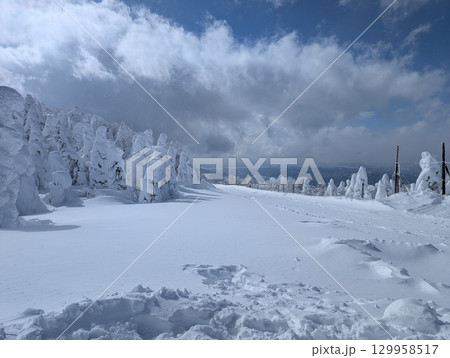 山形蔵王温泉スキー場 樹氷群 樹氷原 山形蔵王温泉スキー場 樹氷群 樹氷原 129958517