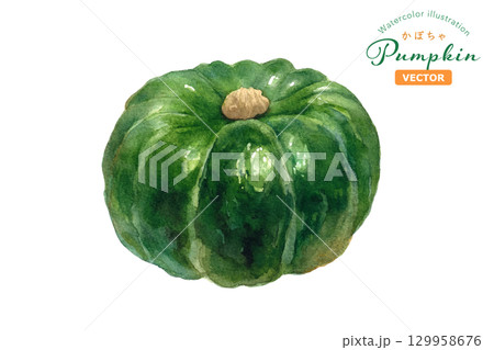秋の味覚：かぼちゃの水彩イラスト。ホール。（ベクター）  129958676