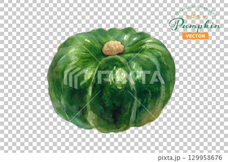 秋の味覚：かぼちゃの水彩イラスト。ホール。（ベクター）  129958676