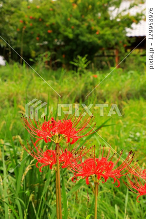 里山に咲く彼岸花 129958976