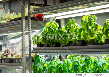 Genovese basil grow in pots on shelf under phyto lights, cultivated in greenhouse for sale and hobby 129959430