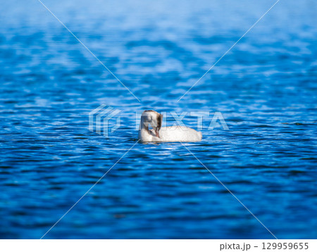 池を泳ぐカンムリカイツブリ 129959655