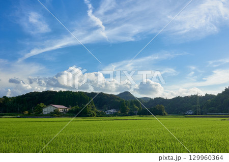 夏の田園風景 129960364