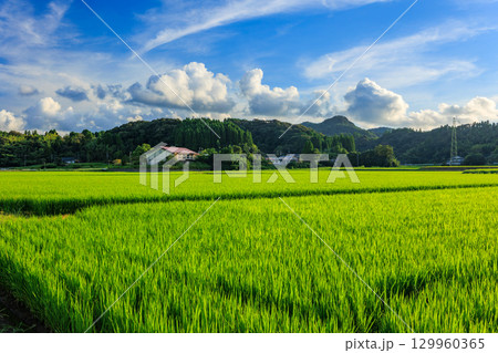 夏の田園風景 夏の田園風景 129960365