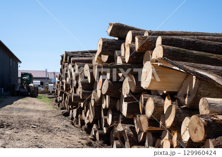 Stacked logs ready for processing at a lumber yard under clear blue sky on a sunny day Stacked logs ready for processing at a lumber yard under clear blue sky on a sunny day 129960424