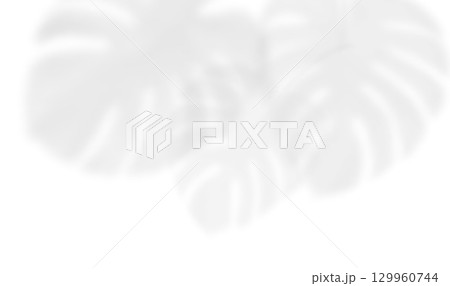 Shadow of monstera leaf on transparent background. Tropical palm shadow overlay with realistic leaf silhouettes. Background illuminated by sunlight through tropical foliage. Vector illustration 129960744