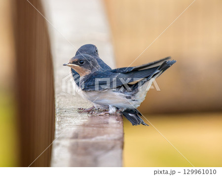 手すりにとまるツバメ 手すりにとまるツバメ 129961010