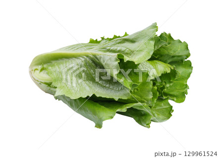Whole fresh ramen salad, lettuce head isolated on white background, healthy raw leafy vegetable Whole fresh ramen salad, lettuce head isolated on white background, healthy raw leafy vegetable 129961524