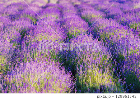 Rows of vibrant blooming purple lavender flower in field in full summer light stretching to horizon Rows of vibrant blooming purple lavender flower in field in full summer light stretching to horizon 129961545