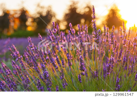 Lavender bushes blooming under warm sunlight in peaceful purple and green summer field background Lavender bushes blooming under warm sunlight in peaceful purple and green summer field background 129961547