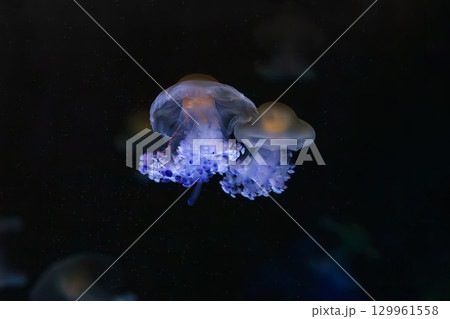 Mediterranear jellyfish, Cotylorhiza tuberculata or fried egg jellyfish swim in blue aquarium water 129961558