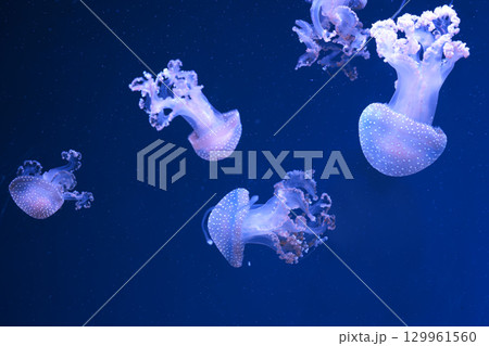 Group of Phyllorhiza punctata or Australian spotted jellyfish swim in deep blue water of aquarium Group of Phyllorhiza punctata or Australian spotted jellyfish swim in deep blue water of aquarium 129961560