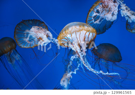 Group of Chrysaora fuscescens or Pacific sea nettle jellyfish swim in deep blue water of aquarium Group of Chrysaora fuscescens or Pacific sea nettle jellyfish swim in deep blue water of aquarium 129961565