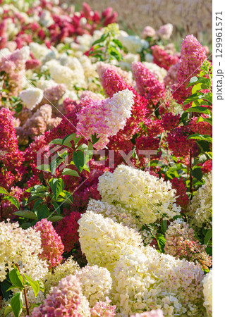 Blooming pink and white hydrangea paniculata flowers in summer garden under sunlight closeup view 129961571