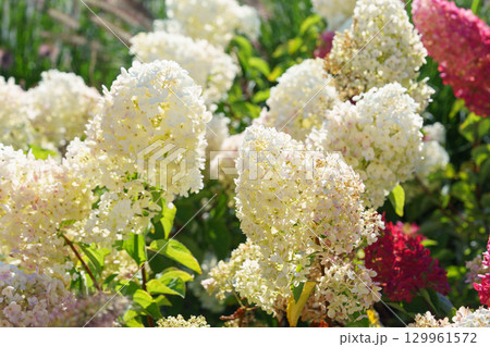 Close up of blooming white hydrangea paniculata flowers in sunny garden with green leaves background Close up of blooming white hydrangea paniculata flowers in sunny garden with green leaves background 129961572