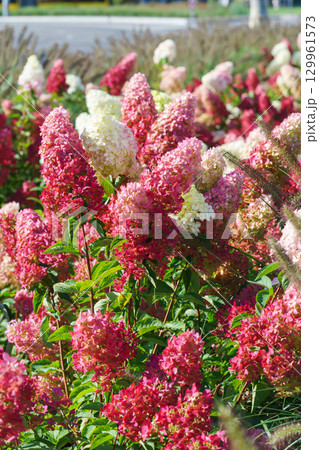 Blooming pink and white hydrangea paniculata flowers in summer garden under sunlight closeup view Blooming pink and white hydrangea paniculata flowers in summer garden under sunlight closeup view 129961573