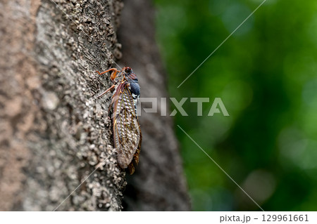 アブラ蝉 129961661
