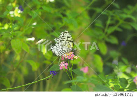 白黒模様の蝶が花にとまる自然の風景 129961715