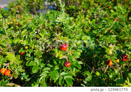 赤色のハマナスの実 129961770
