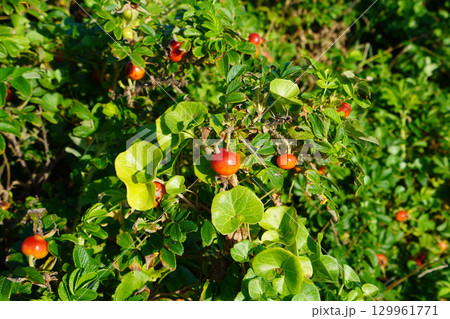 赤色のハマナスの実 赤色のハマナスの実 129961771