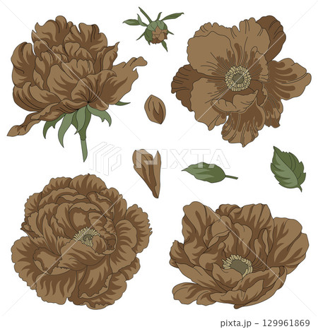 Vector hand drawn set of autumn dry flowers (peonies), leaves and buns. All the elements are isolated on white background 129961869