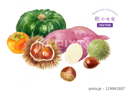 秋の収穫物を集めた水彩イラスト。柿、栗、サツマイモ、カボチャ(ベクター) 秋の収穫物を集めた水彩イラスト。柿、栗、サツマイモ、カボチャ(ベクター) 129961887