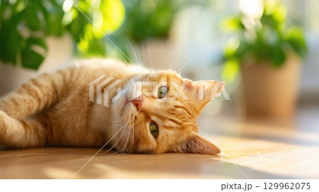 Cute ginger cat lying on floor 129962075