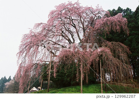 春の陽射しを浴びる満開の枝垂れ桜 129962207