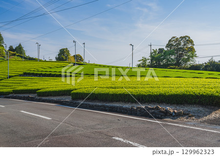 掛川市の茶草場農法ビューポイント周辺の風景(静岡県) 129962323