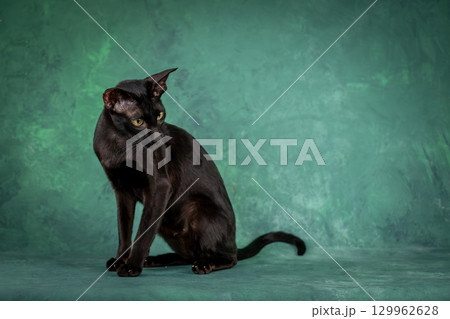 A beautiful black cat of the Oriental breed. Cat watches closely, studio shooting A beautiful black cat of the Oriental breed. Cat watches closely, studio shooting 129962628