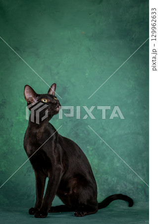 A beautiful black cat of the Oriental breed. Cat watches closely, studio shooting A beautiful black cat of the Oriental breed. Cat watches closely, studio shooting 129962633