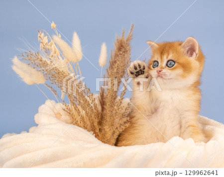 British golden chinchilla, ginger kitten on a blue background. Studio shooting 129962641
