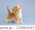 British golden chinchilla, ginger kitten on a blue background. Studio shooting 129962643