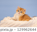 British golden chinchilla, ginger kitten on a blue background. Studio shooting 129962644