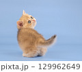 British golden chinchilla, ginger kitten on a blue background. Studio shooting 129962649