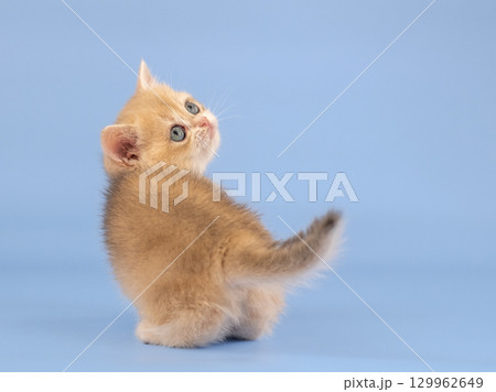 British golden chinchilla, ginger kitten on a blue background. Studio shooting British golden chinchilla, ginger kitten on a blue background. Studio shooting 129962649