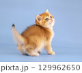 British golden chinchilla, ginger kitten on a blue background. Studio shooting 129962650
