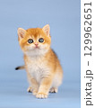 British golden chinchilla, ginger kitten on a blue background. Studio shooting 129962651
