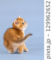 British golden chinchilla, ginger kitten on a blue background. Studio shooting 129962652